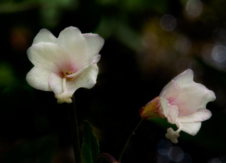 Epilobium luteum, Yellow Fireweed.jpg